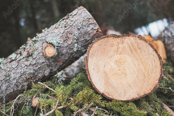 Fototapeta logs in the forest