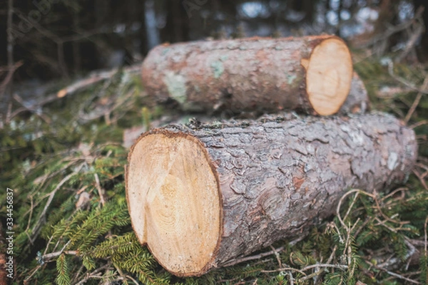 Fototapeta pile of logs in the forest