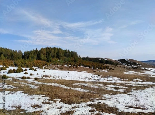 Fototapeta a field with remnants of melting snow against the background of a forest and a blue sky with clouds in the spring landscape