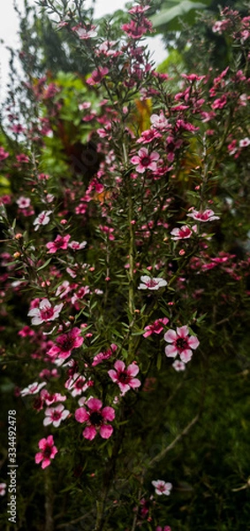 Fototapeta Petite Fleure Rose - Portrait 