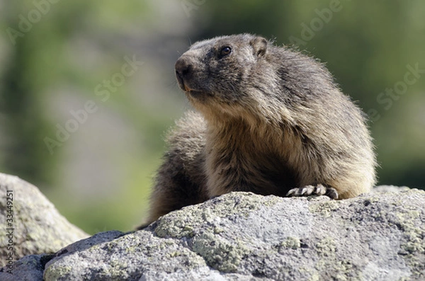 Obraz Wild marmot