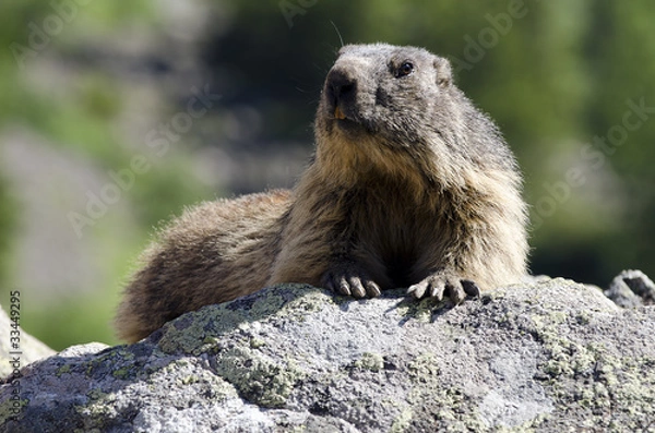 Obraz Wild marmot