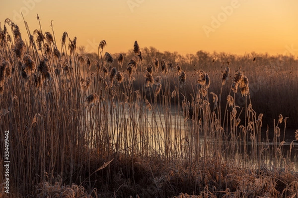 Obraz Poranek w Narwiańskim Parku Narodowym. Rzeka Narew. Polska Amazonia. Podlasie. Polska