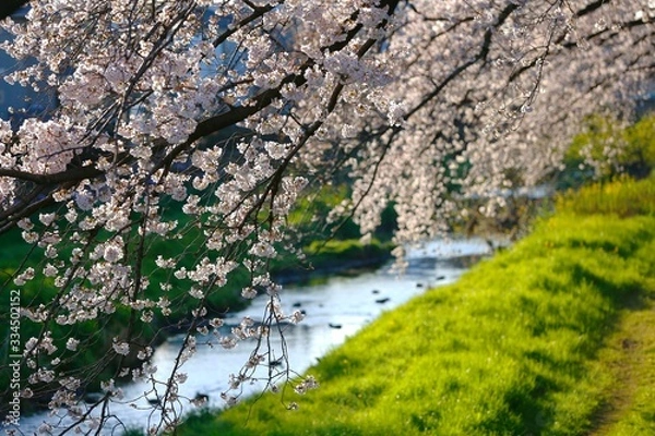 Obraz cherry blossom