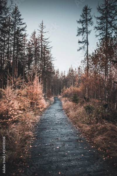 Obraz Wanderweg Sächsische Schweiz