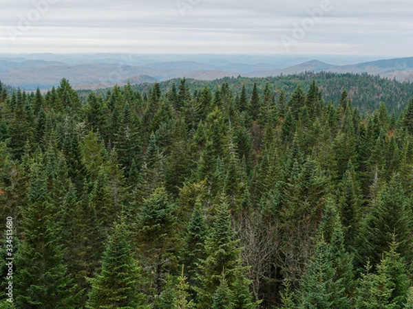 Fototapeta Boreal forest in autumn in the Laurentides, Quebec