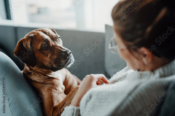Fototapeta Woman cuddles, plays with her dog at home because of the corona virus pandemic covid-19