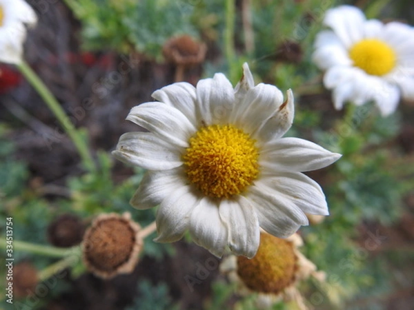 Fototapeta Marguerite 