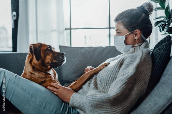 Fototapeta Woman wearing a protective face mask cuddles, plays with her dog at home because of the corona virus pandemic covid-19