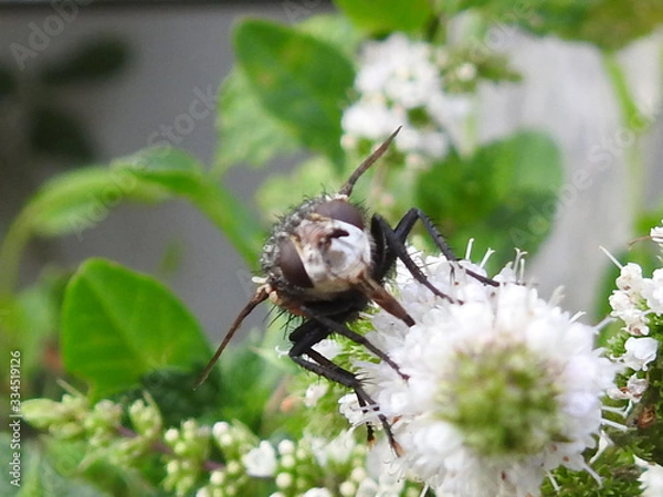 Fototapeta Mouche macro 4