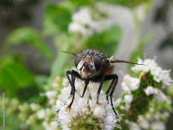 Fototapeta Mouche macro