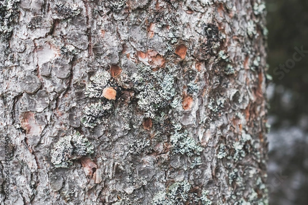 Fototapeta texture of bark of a tree