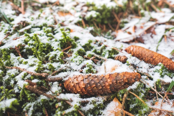 Fototapeta ground pine cone on snowy moss