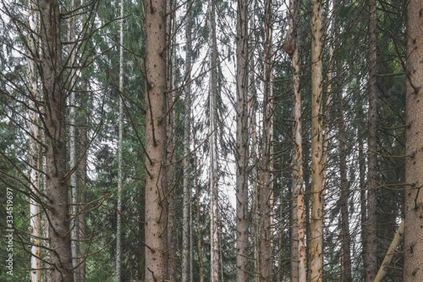 Fototapeta trees in forest