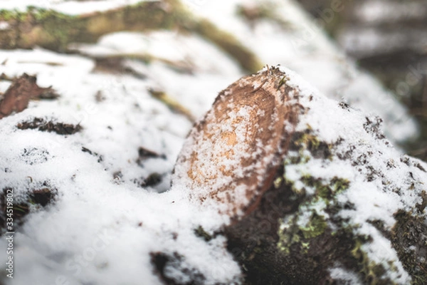 Fototapeta Snowy log ground forest