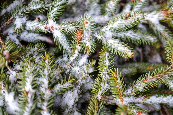 Fototapeta branch pine tree snow