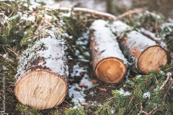 Fototapeta pile of logs in forest snow