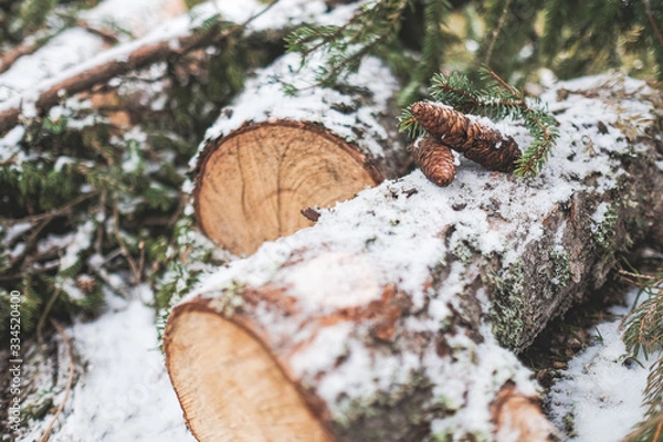 Fototapeta pine cone logs forest snow
