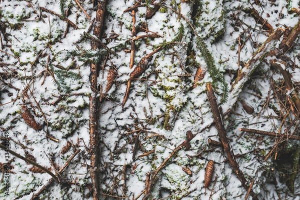 Obraz winter ground forest snow