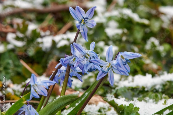 Fototapeta Anemone hepatica