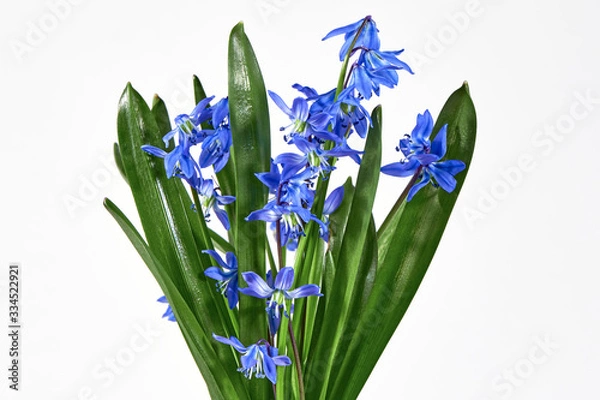 Fototapeta Anemone hepatica