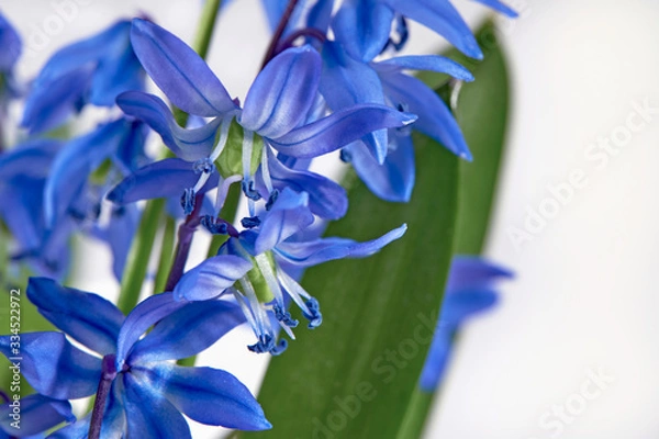 Fototapeta Anemone hepatica