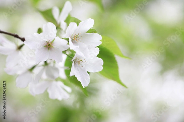 Obraz 桜（オオシマザクラ）