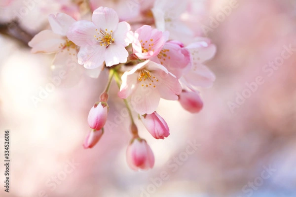 Obraz 桜（ジンダイアケボノ）