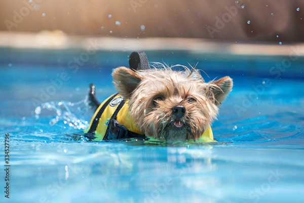 Fototapeta Happy Yorkshire swimming in recreation pool