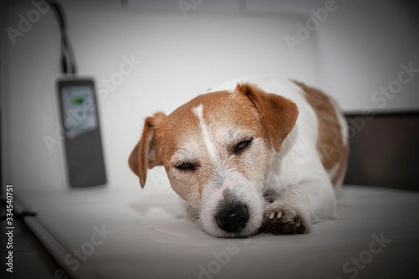 Obraz magnetoterapia psa