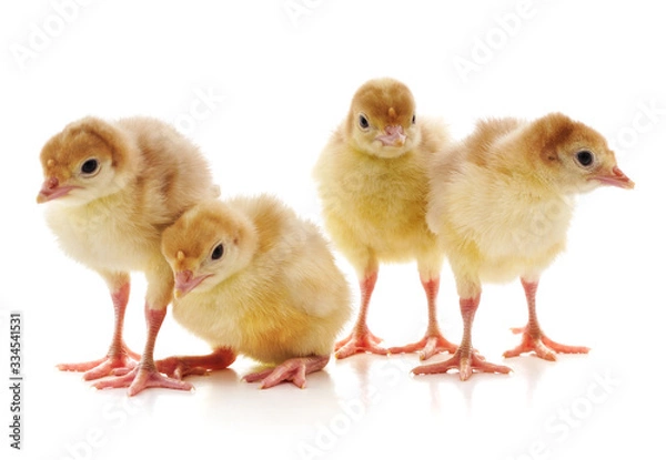 Fototapeta Four yellow chicks.