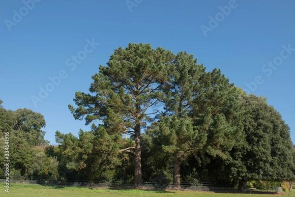 Obraz Green Foliage and Cones of an Evergreen Coniferous Monterey Pine Tree (Pinus radiata) Growing in a Garden in Rural England, UK