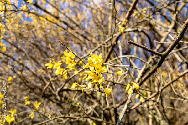 Obraz Frühblüher2020