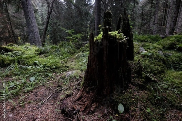 Fototapeta Old stump