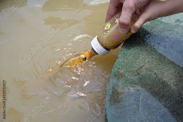 Fototapeta Feeding Fish