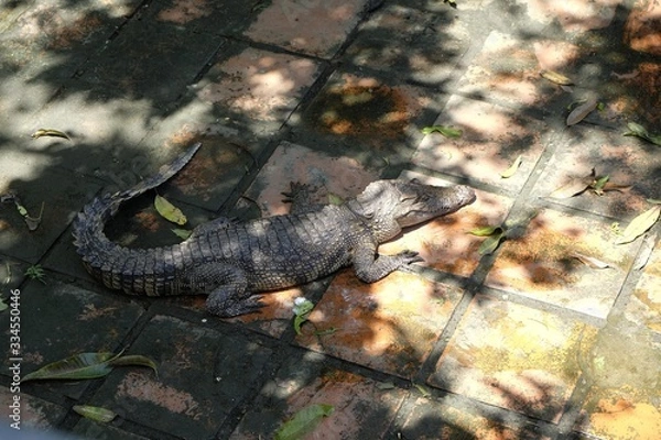 Fototapeta Crocodiles & Alligators