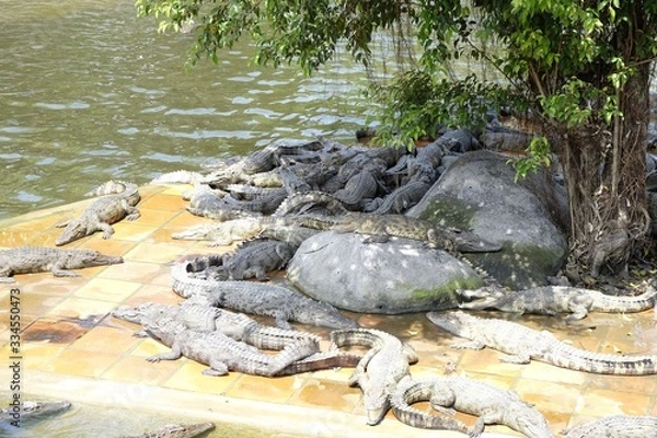 Fototapeta Crocodiles & Alligators
