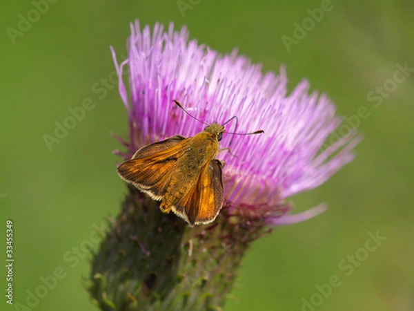 Fototapeta Dickkopffalter