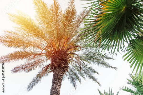 Obraz Tropical palm tree with sun light.Summer beach background