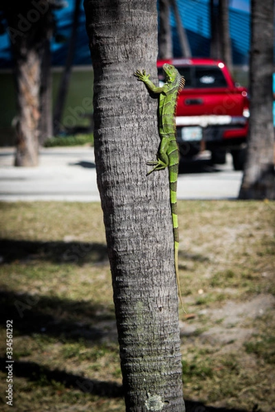 Obraz Lizard on a tree