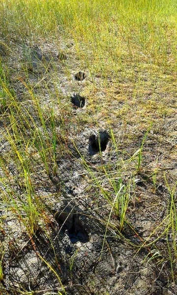 Fototapeta Moose Tracks