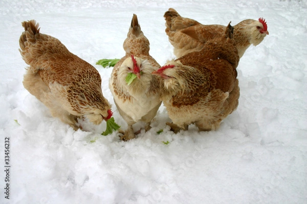 Obraz poule faverolle