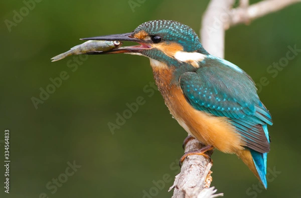 Fototapeta Kingfisher, Alcedo, Eisvogel. Kingfisher with a catch. A fish in its beak