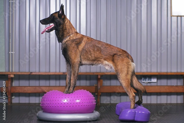 Fototapeta Active Belgian Shepherd dog Malinois posing indoors standing on an inflatable pink balance donut and a violet balance fitbone with bumps