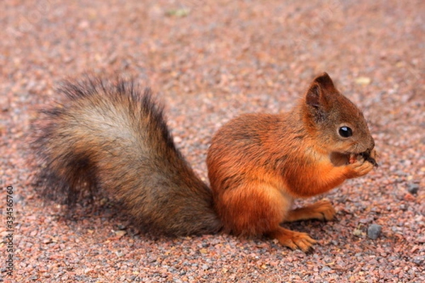 Obraz Eichhörnchen beim Essen