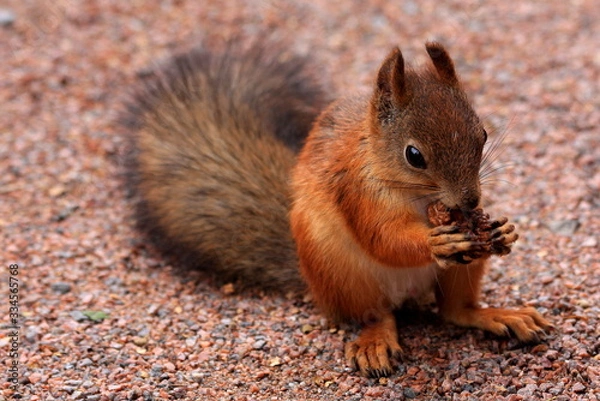 Obraz Eichhörnchen mit Nuss