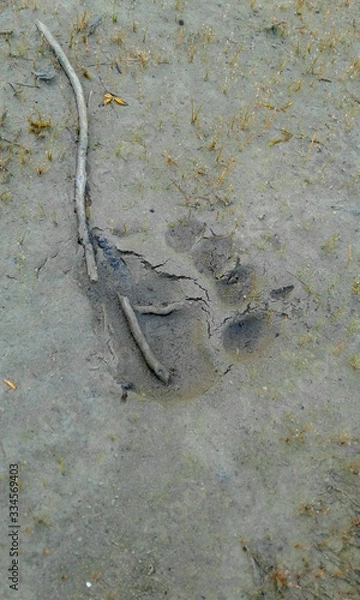 Fototapeta Bear footprint