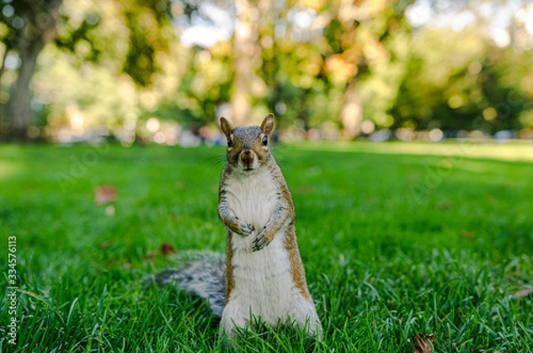 Obraz Eichhörnchen im Park