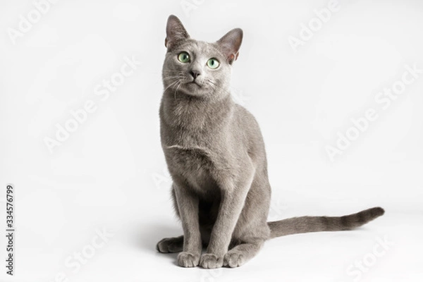 Obraz Russian blue cat on colored backgrounds
