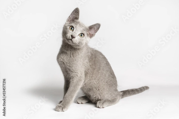 Obraz Russian blue cat on colored backgrounds